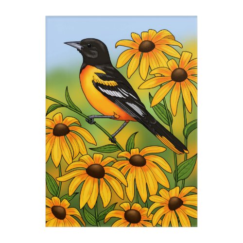 MD State Bird Oriole  Black_eyed Susan Flower Acrylic Print