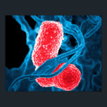 (MDR) Klebsiella pneumoniae abstract art biology Poster<br><div class="desc">Photo produced by the National Institute of Allergy and Infectious Diseases (NIAID), this digitally-colorized scanning electron micrograph (SEM) depicts a blue-colored, human white blood cell (WBC) known specifically as a neutrophil, interacting with two pink-colored, rod-shaped, multidrug-resistant (MDR) Klebsiella pneumoniae bacteria, which are known to cause severe hospital-acquired, nosocomial infections. Add...</div>