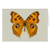 Meadow Argus Butterfly (Front Horizontal)