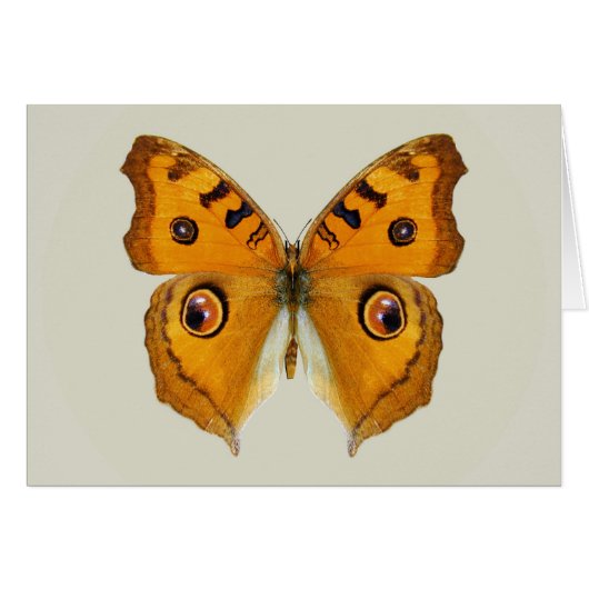 Meadow Argus Butterfly (Front Horizontal)