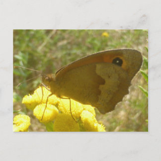 Meadow Brown Butterfly Close Up DIY Postcard