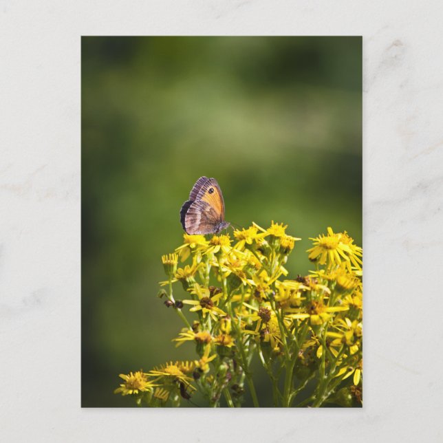 Meadow Brown Butterfly on ragwort flowers Postcard (Front)