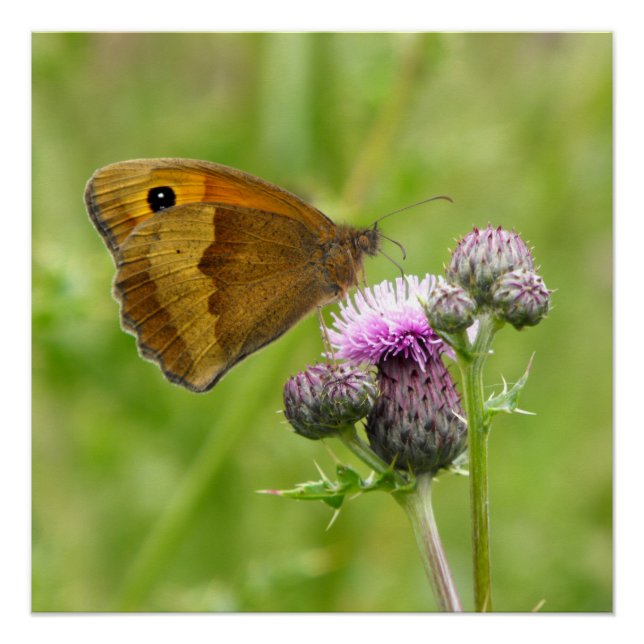 Meadow Brown Butterfly Poster (Front)