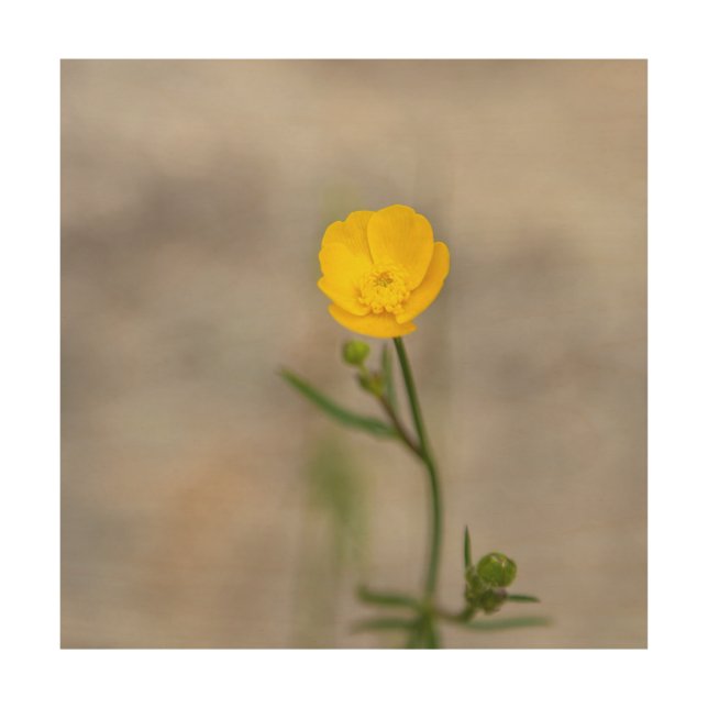 Meadow Buttercup Wood Wall Art (Front)