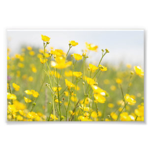 Buttercup Flowers Watercolor Wall Art Print Meadow Buttercups