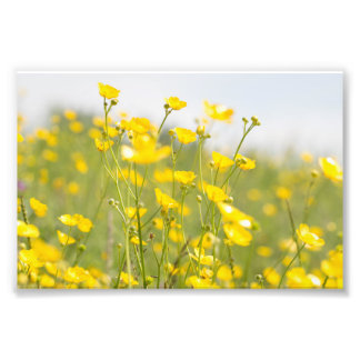 Meadow Buttercups Photo Print