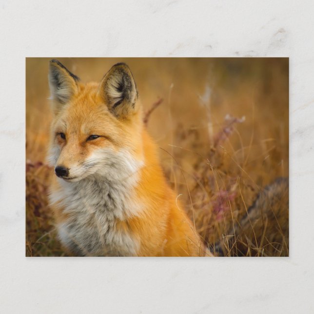 meadow fox postcard (Front)