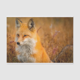 meadow fox tissue paper