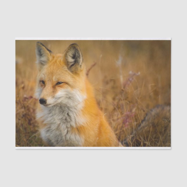 meadow fox tissue paper (Front)
