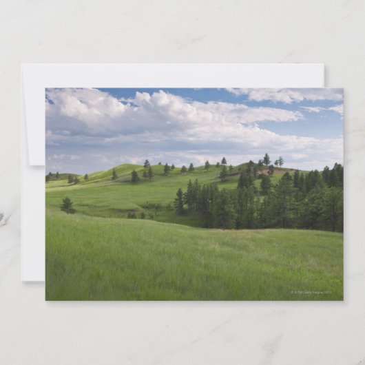 Meadow in Custer State Park (Front)