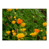 Meadow in Maine (Front Horizontal)