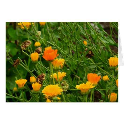 Meadow in Maine Cards (Front Horizontal)