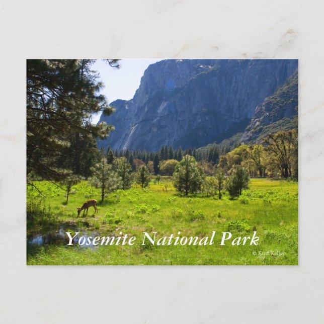 Meadow in Yosemite Postcard (Front)
