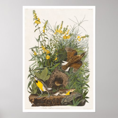 Meadow Lark by Audubon Poster