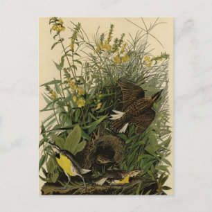 Meadow Lark from Audubon's Birds of America Postcard