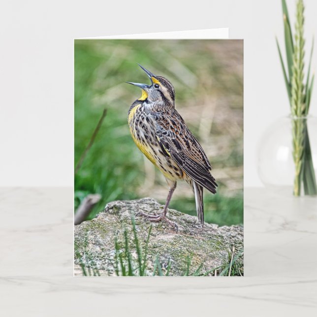 Meadow Lark Greeting Card (Front)