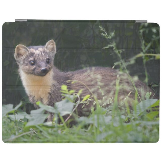 Meadow Marten iPad Cover (all models) (Horizontal)