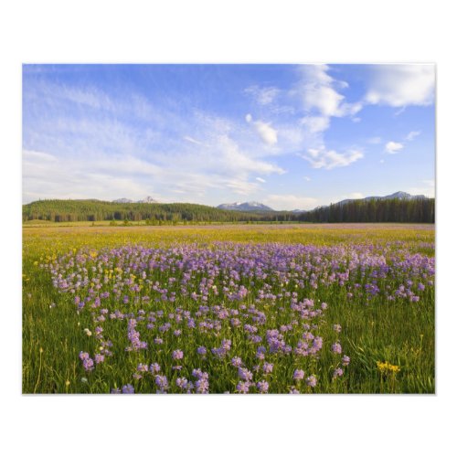 Meadow of penstemon wildflowers in the 2 photo print