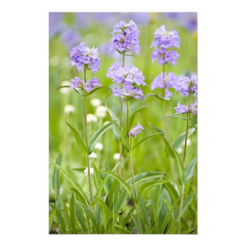 Meadow of penstemon wildflowers in the photo print