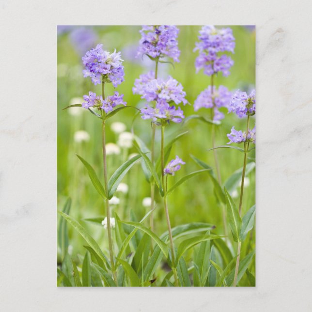 Meadow of penstemon wildflowers in the postcard (Front)
