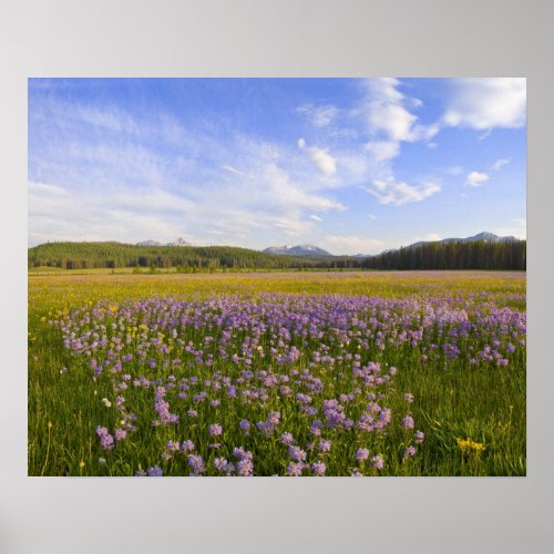 Meadow of penstemon wildflowers in the poster