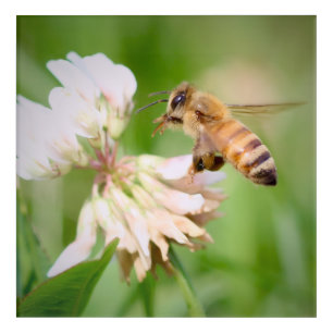 Meadow Visitor: Honeybee on Clover Acrylic Print