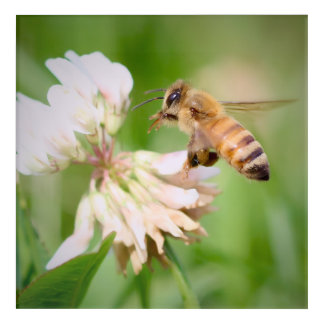 Meadow Visitor: Honeybee on Clover Acrylic Print