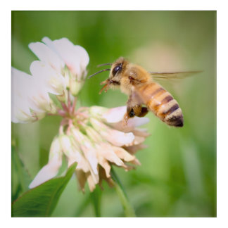 Meadow Visitor: Honeybee on Clover Acrylic Print
