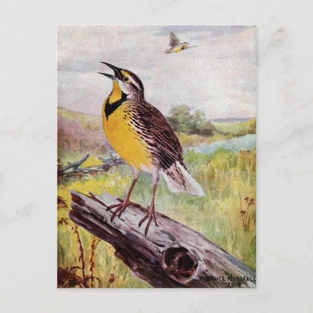 Meadowlark on a Branch Postcard (Front)