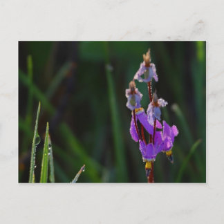 Meadows Wildflowers Dew Postcard