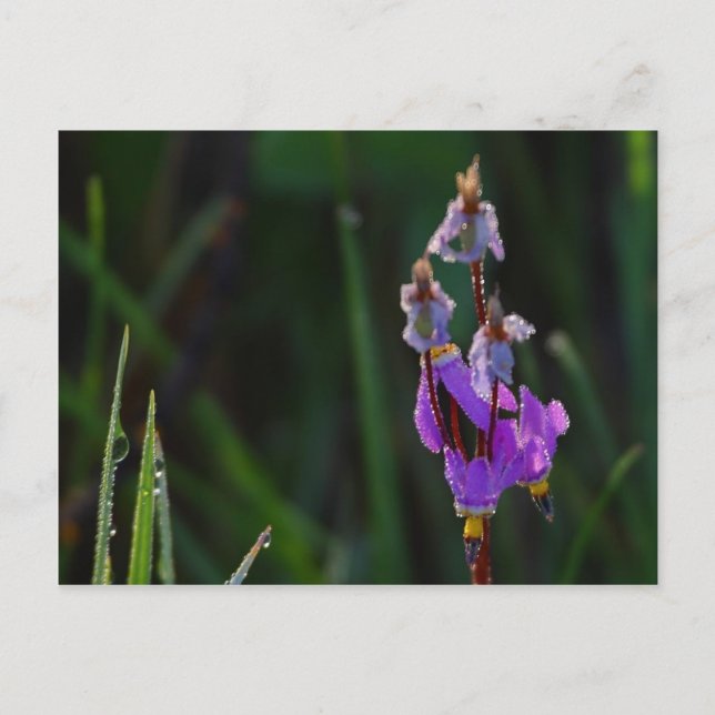 Meadows Wildflowers Dew Postcard (Front)
