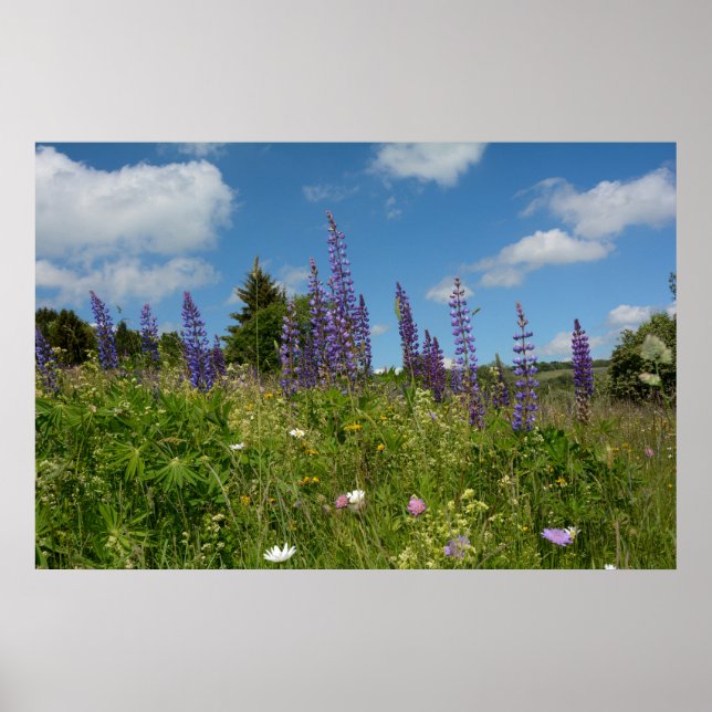 Meadows  with lupins  - poster (Front)