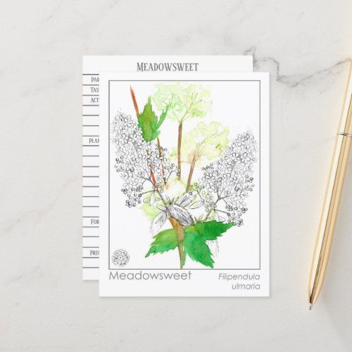 Meadowsweet Herb Materia Medica Knowledge Card