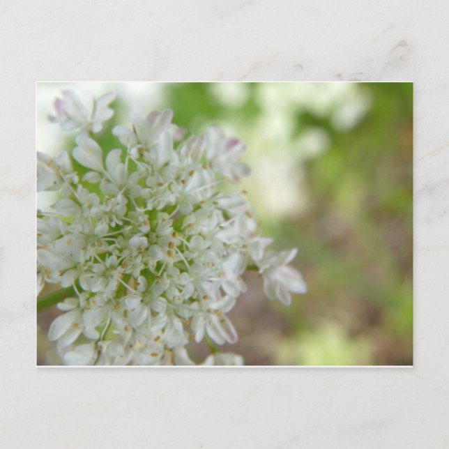 Meadowsweet Postcard (Front)