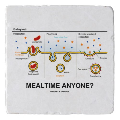Mealtime Anyone Endocytosis Eating Biology Humor Trivet