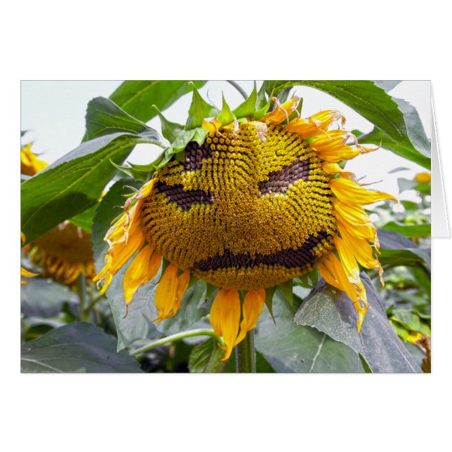 mean sunflower cards (Front Horizontal)