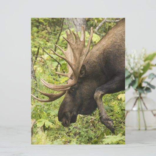 Meandering Moose (Standing Front)