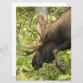 Meandering Moose (Front/Back)