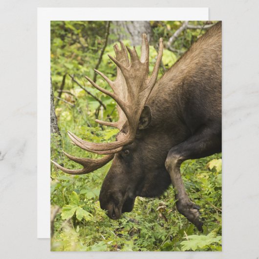 Meandering Moose (Front/Back)