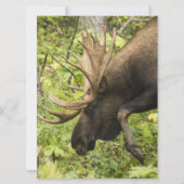 Meandering Moose (Front)