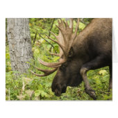 Meandering Moose (Front Horizontal)