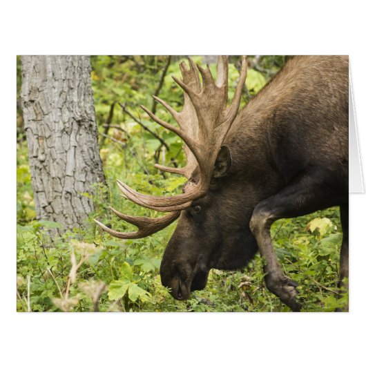 Meandering Moose Cards (Front Horizontal)