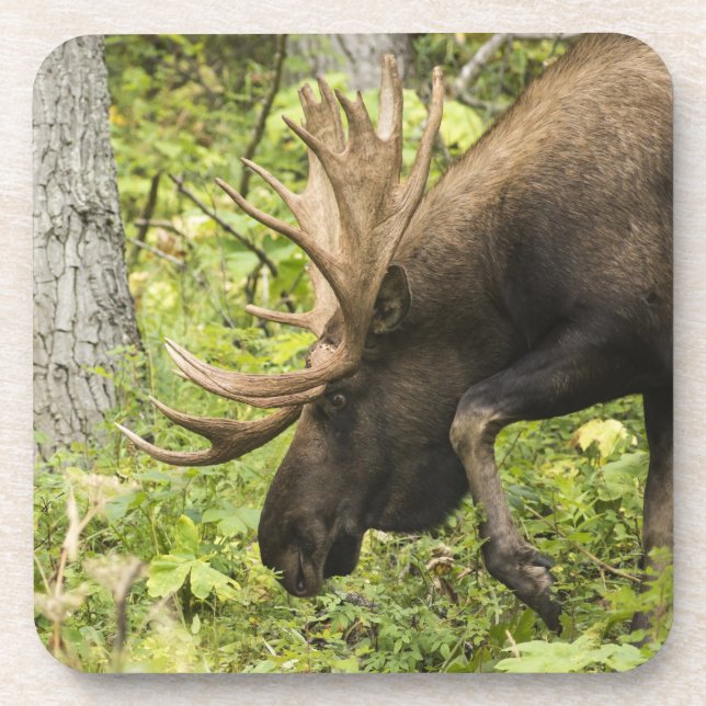 Meandering Moose Drink Coaster (Front)