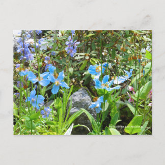 Meconopsis betonicifolia postcard