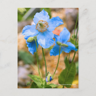 Meconopsis betonicifolia [Postcard] ポストカード Postcard