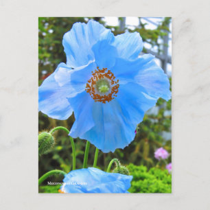 Meconopsis grandis postcard