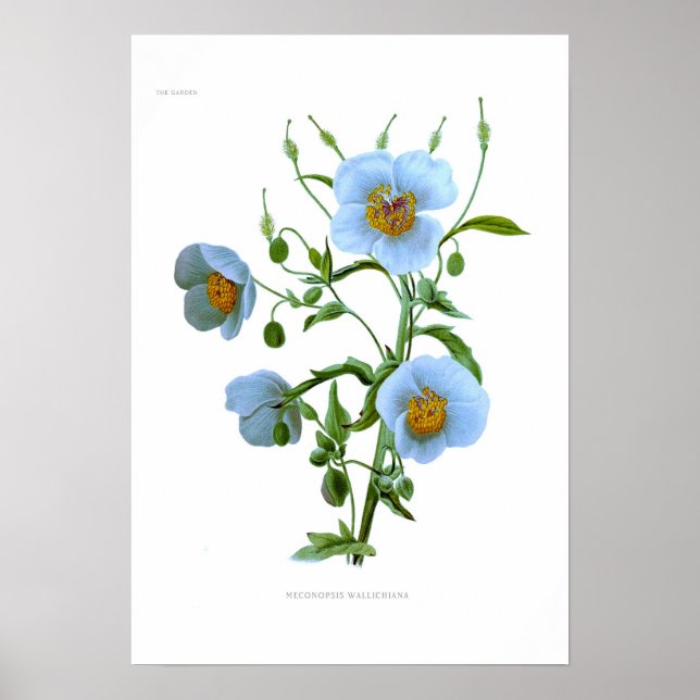 Meconopsis wallichiana (M wallichii) Poster (Front)