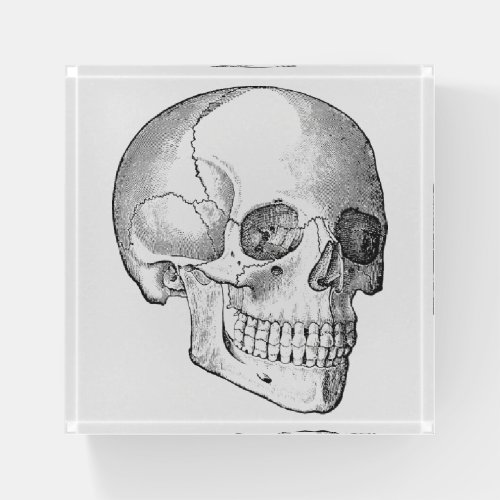 Medical anatomy skull vintage doctor drawing paperweight