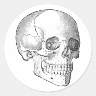 Medical anatomy vintage skull drawing monochrome classic round sticker