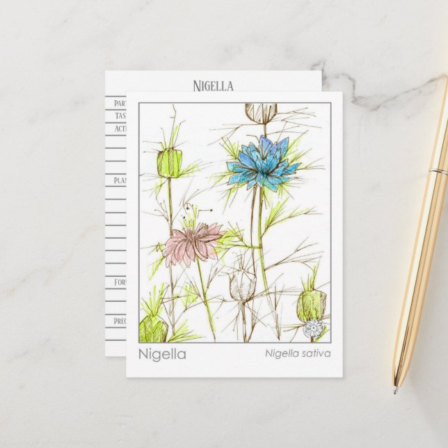 Medical Herb Study Card Nigella Wildflower (Front/Back In Situ)